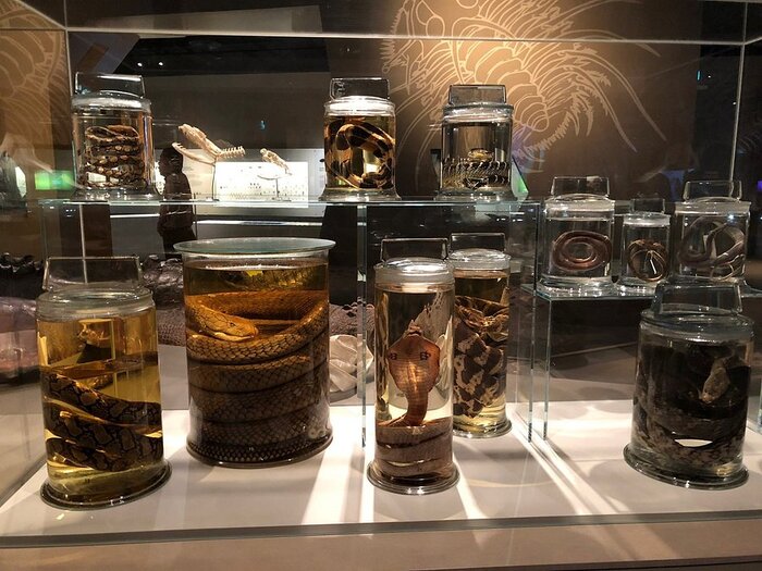 bảo tàng Lee Kong Chian Singapore