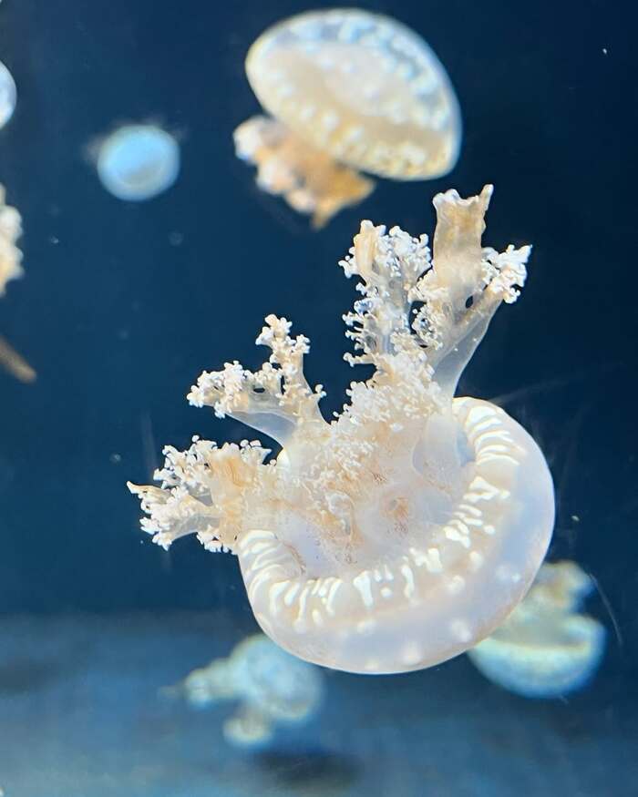 thủy cung Sea Aquarium