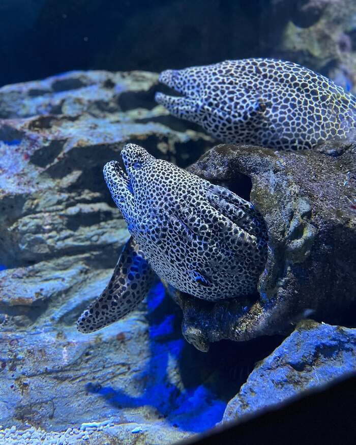 thủy cung Sea Aquarium
