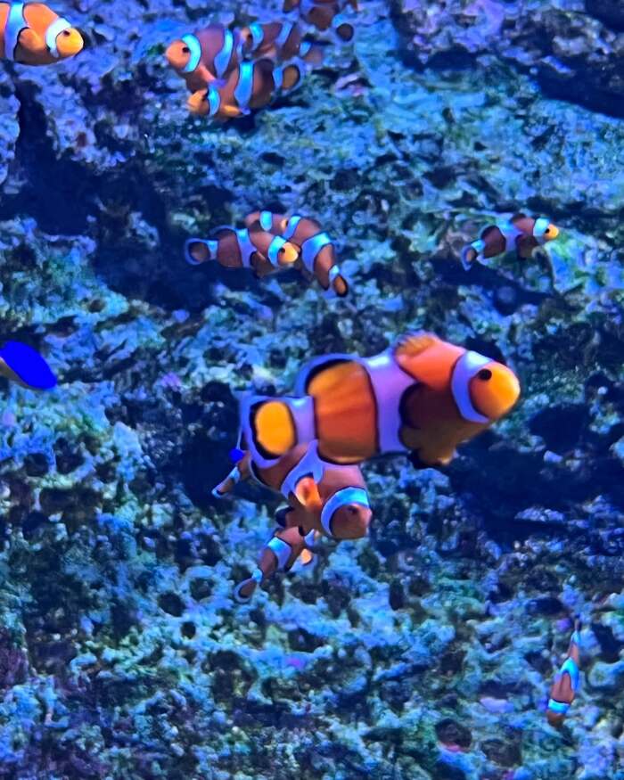 thủy cung Sea Aquarium