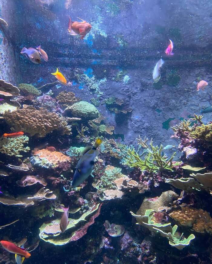 thủy cung Sea Aquarium