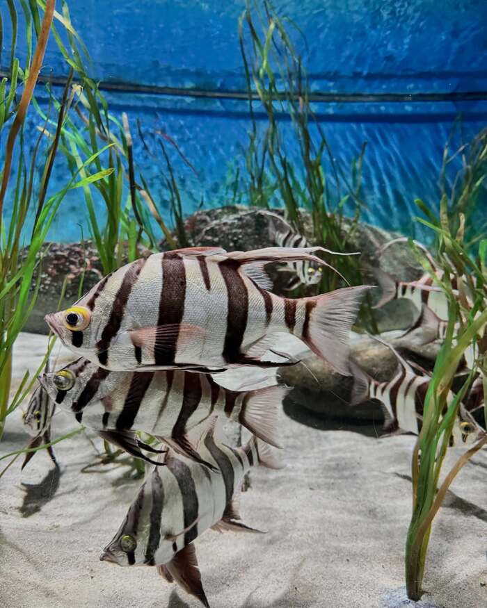 thủy cung Sea Aquarium